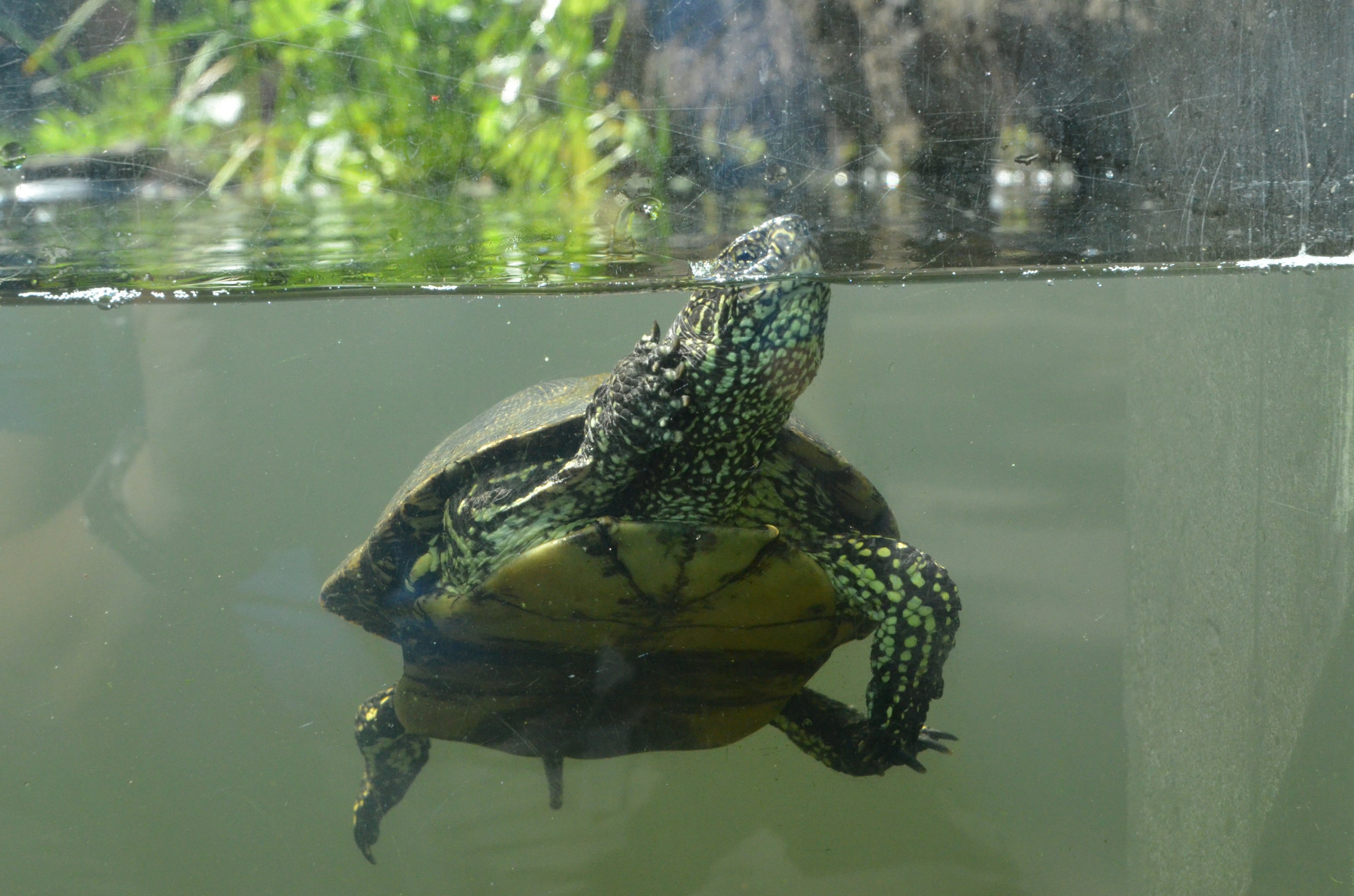 European Pond Turtle at Wuppertal, 16/06/19