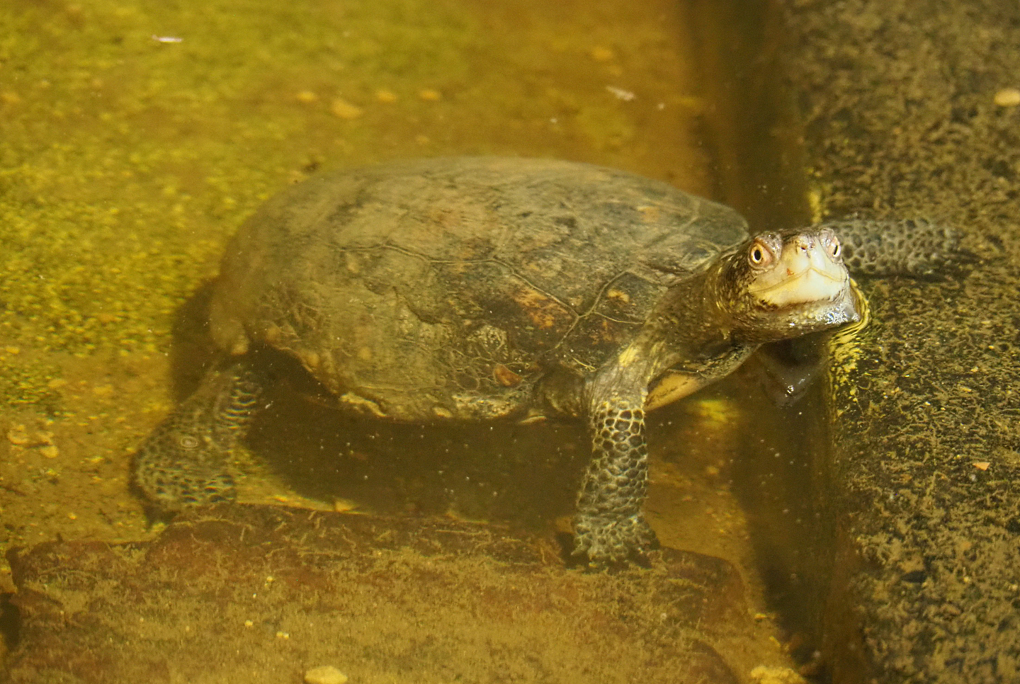 European pond turtle (Emys orbicularis), 2019-10-04