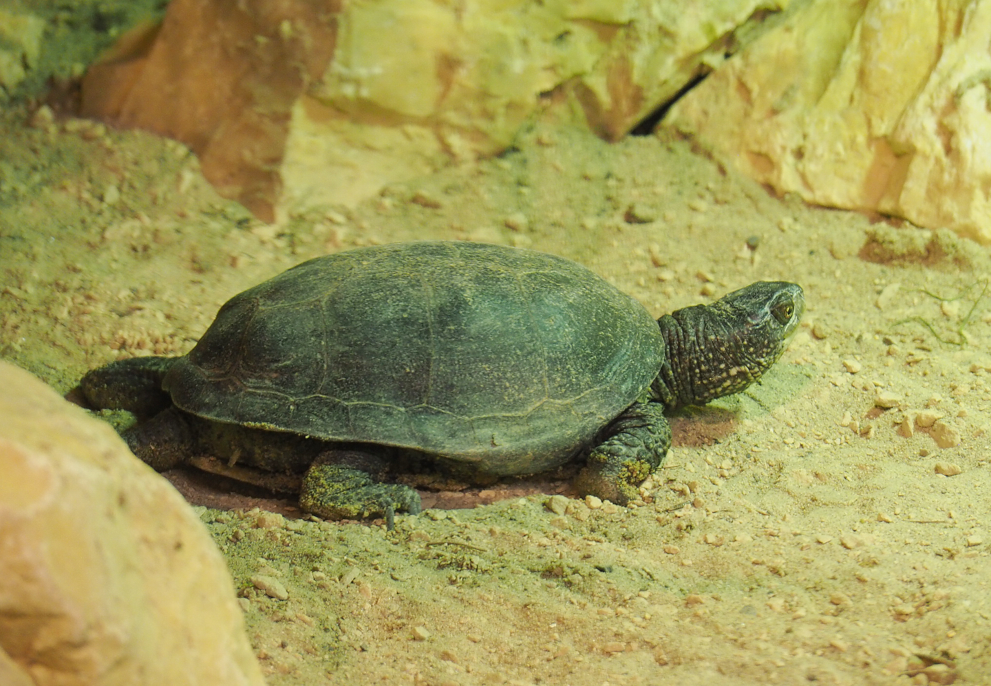 European pond turtle (Emys orbicularis), 2020-09-02
