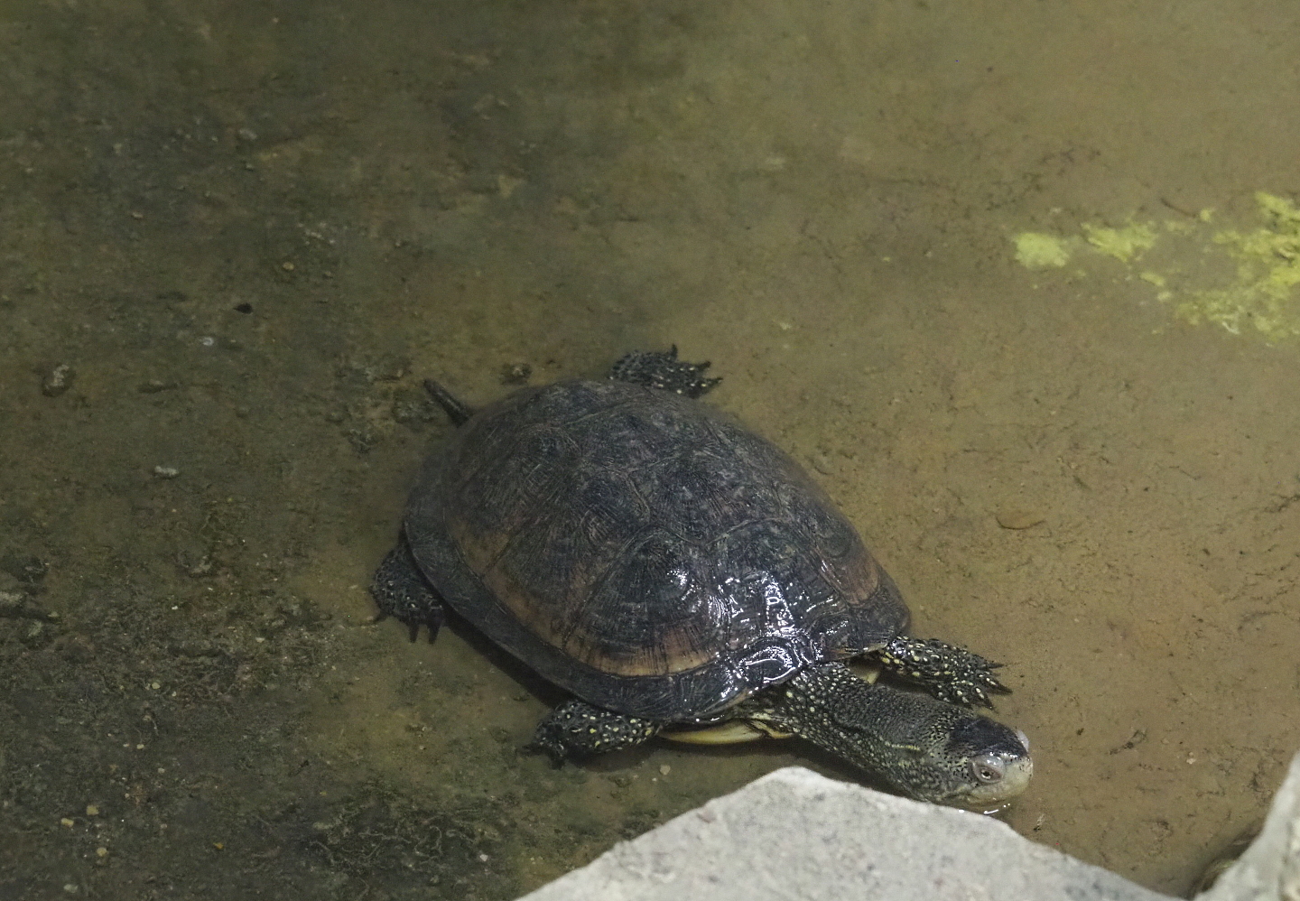 European pond turtle (Emys orbicularis), 2021-09-03