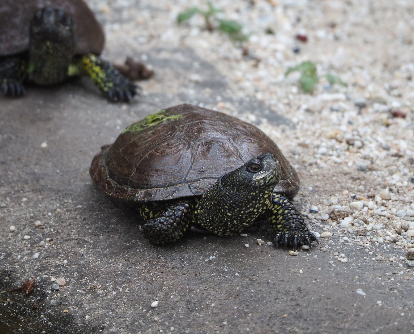 European pond turtle (Emys orbicularis), 2022-05-17