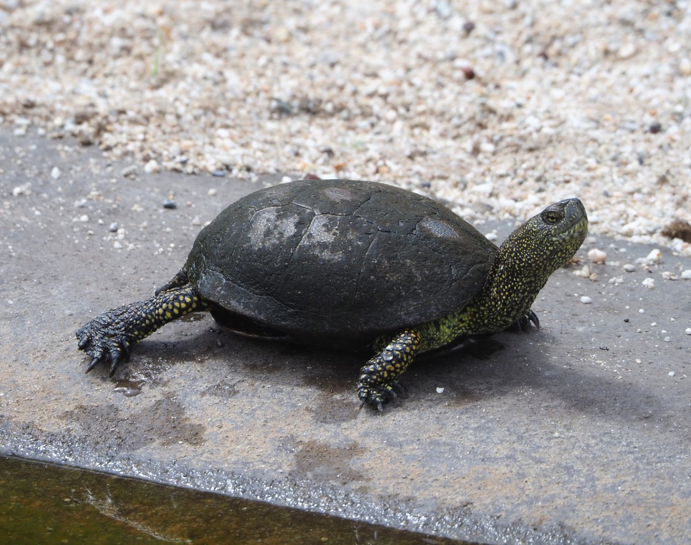 European pond turtle (Emys orbicularis), 2022-05-17