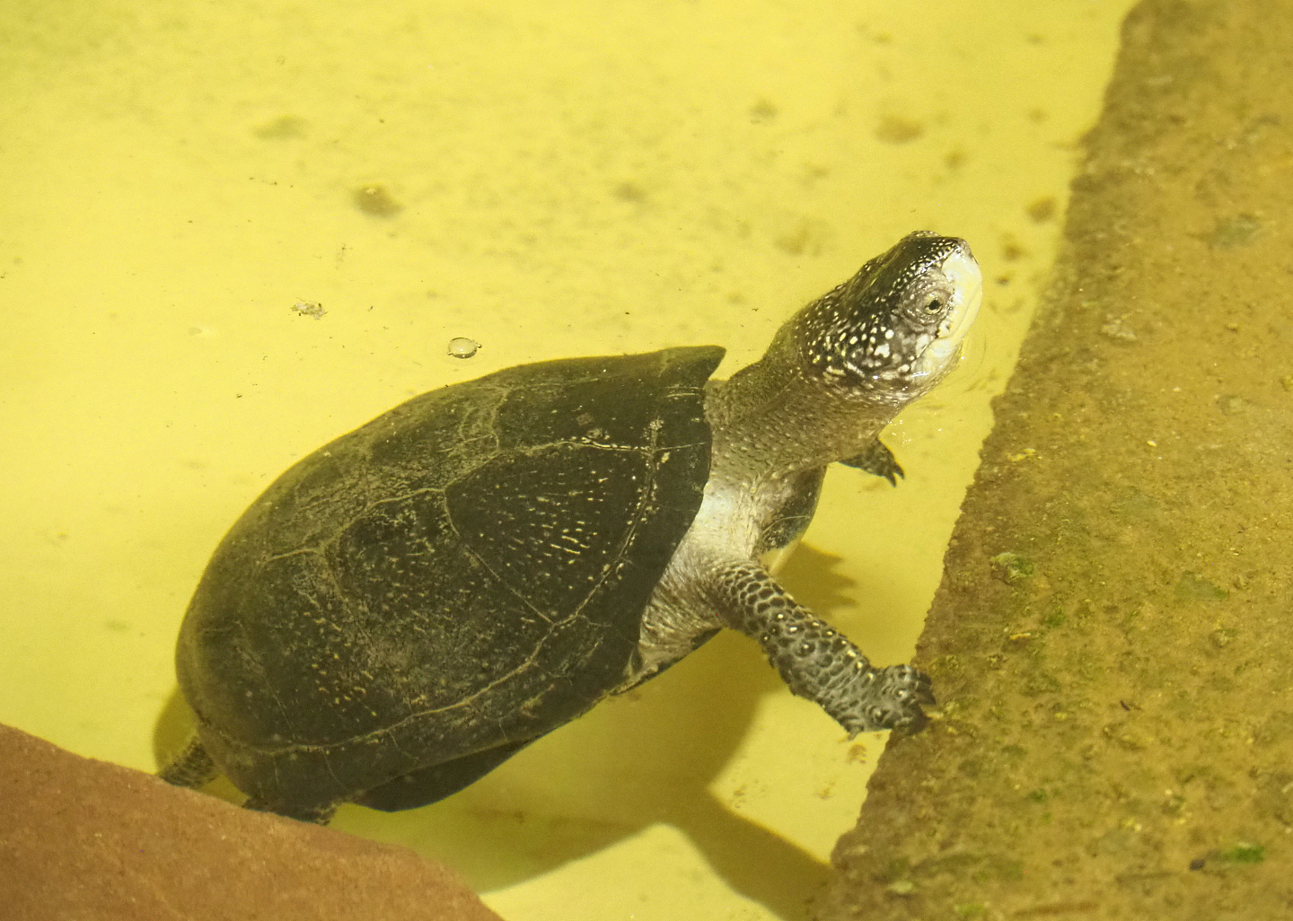 European pond turtle (Emys orbicularis), 2022-09-14