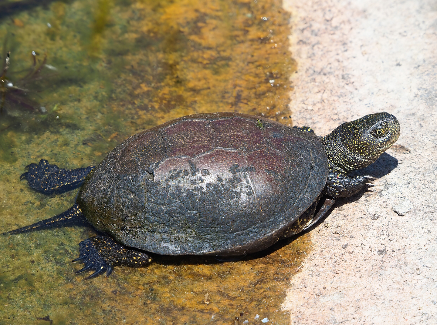 European pond turtle (Emys orbicularis), 2023-05-31