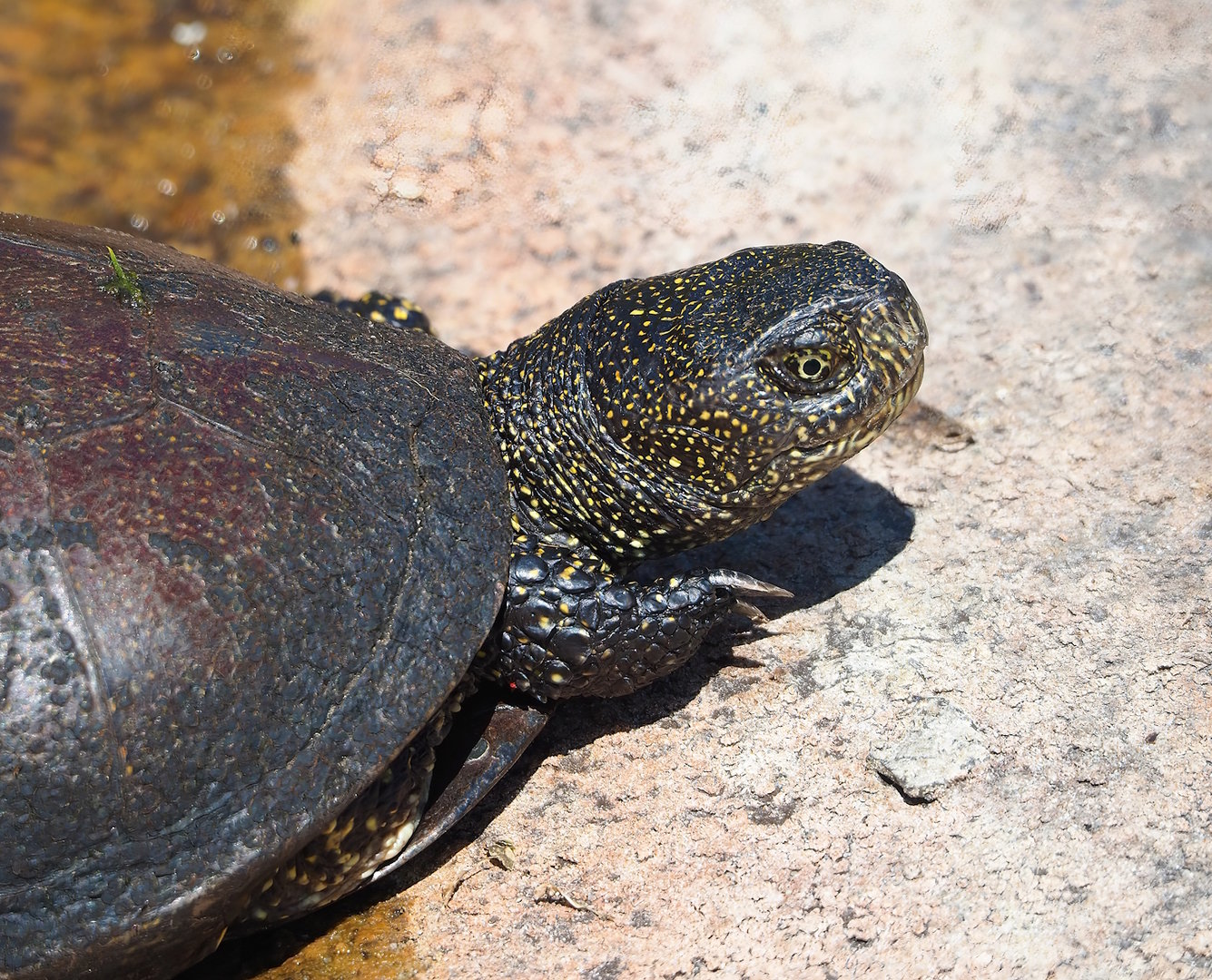 European pond turtle (Emys orbicularis), 2023-05-31