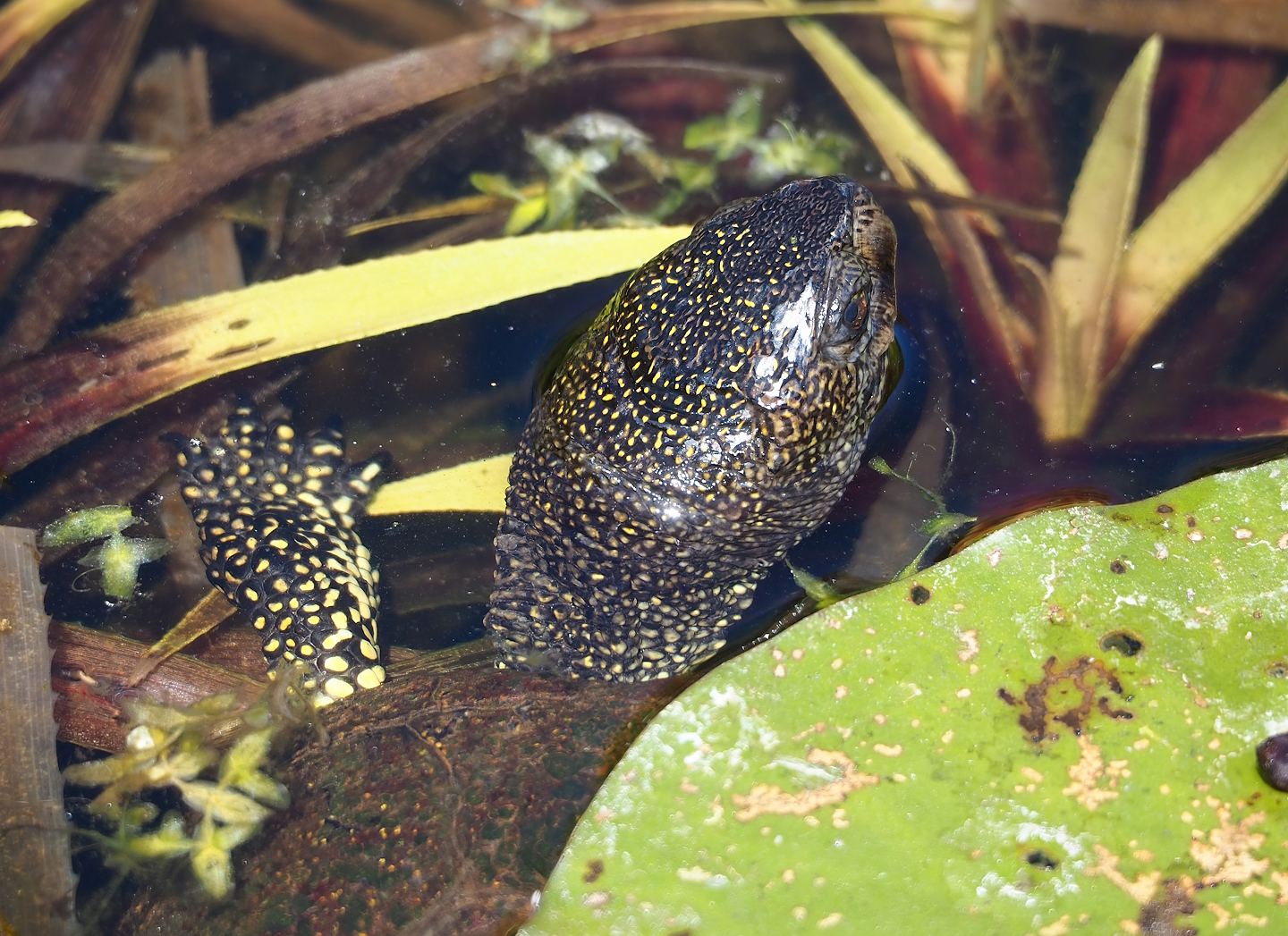 European pond turtle (Emys orbicularis), 2023-05-31