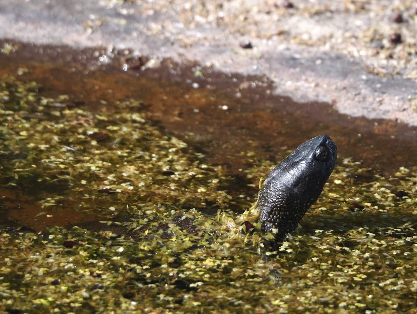 European pond turtle (Emys orbicularis), 2025-04-12