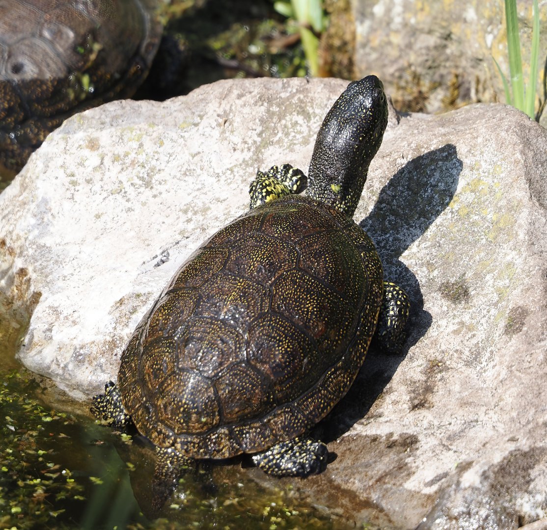 European pond turtle (Emys orbicularis), 2025-04-12
