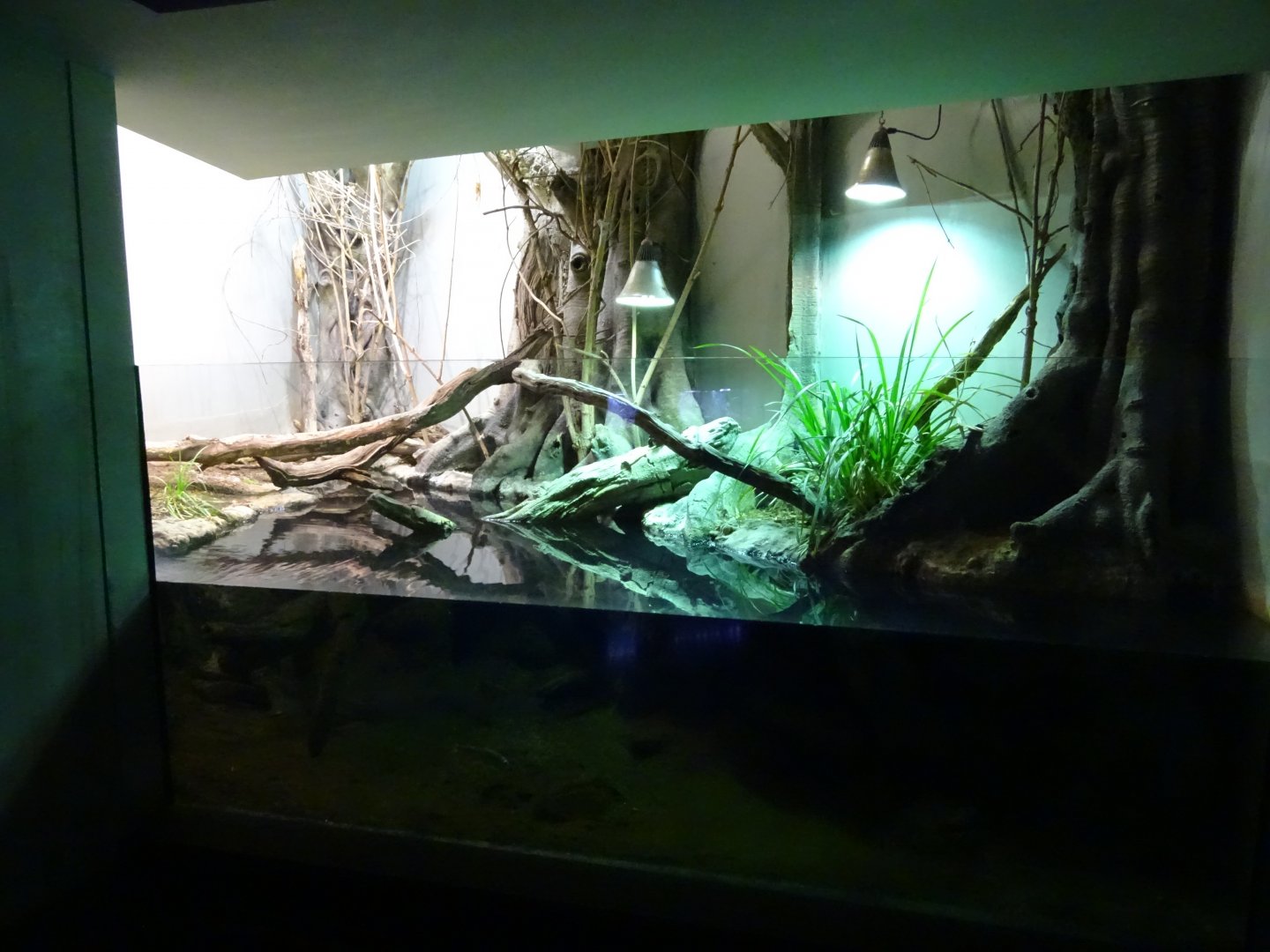 European pond turtle (Emys orbicularis) exhibit