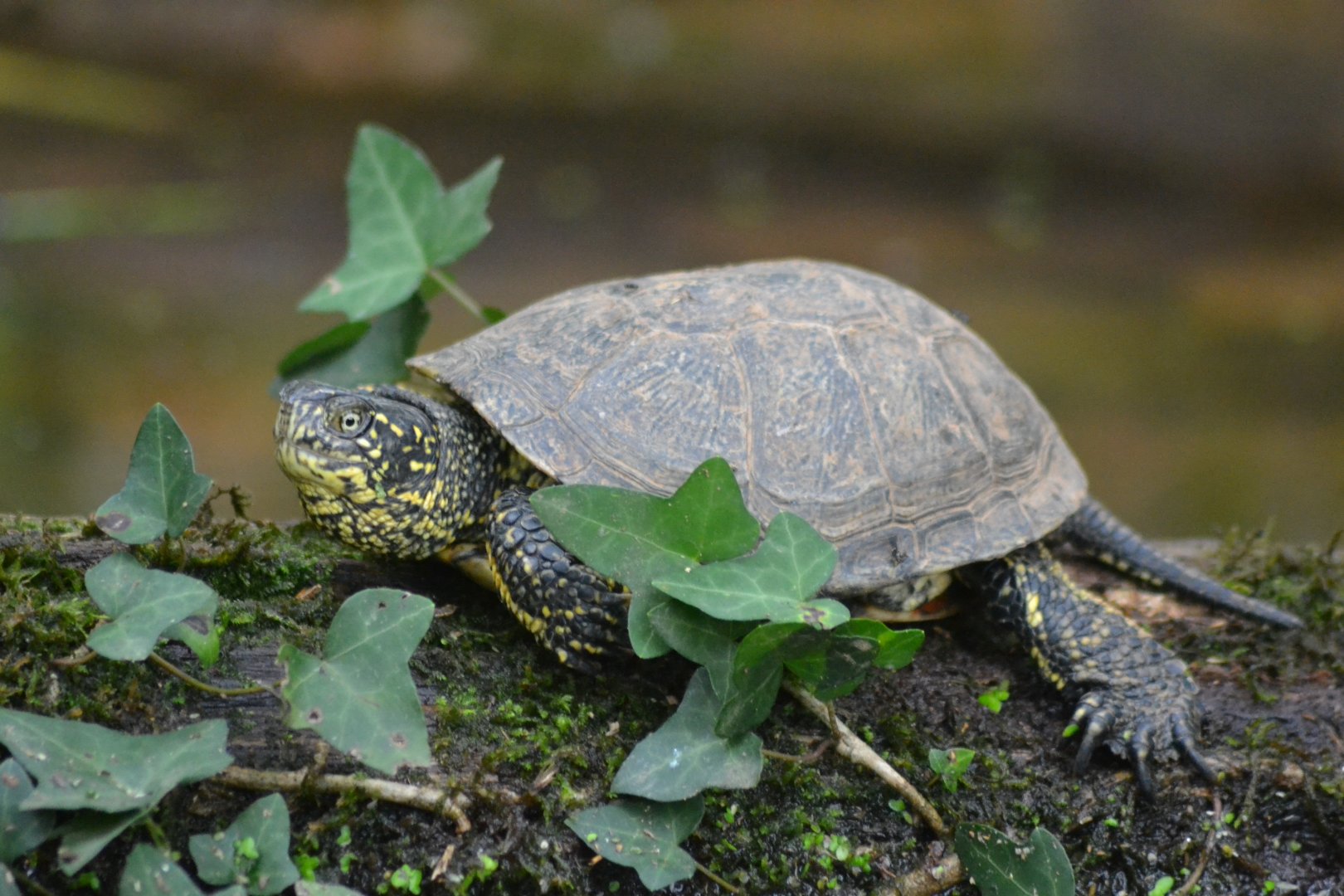 European pond turtle - Emys orbicularis orbicularis