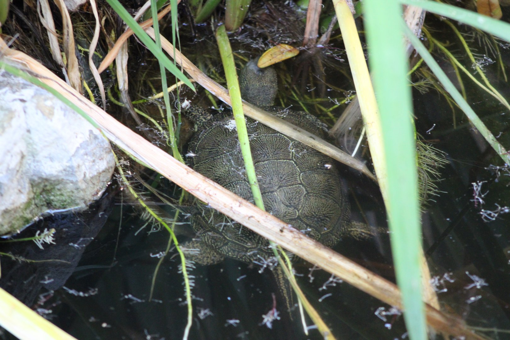 European Pond Turtle (Emys orbicularis ssp.)