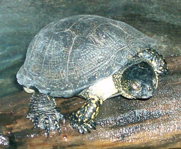 European Pond Turtle (Emys orbicularis)