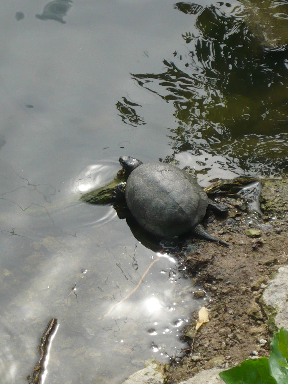 European pond turtle (Emys orbicularis)