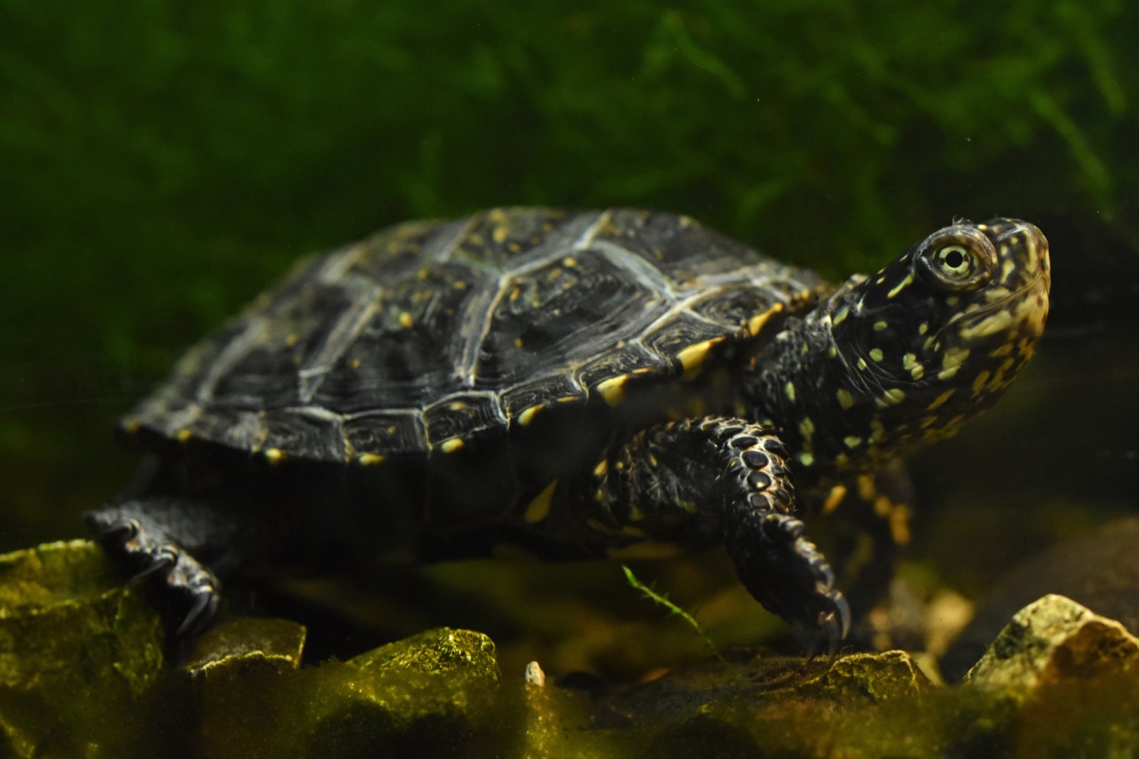 European pond turtle (Emys orbicularis)
