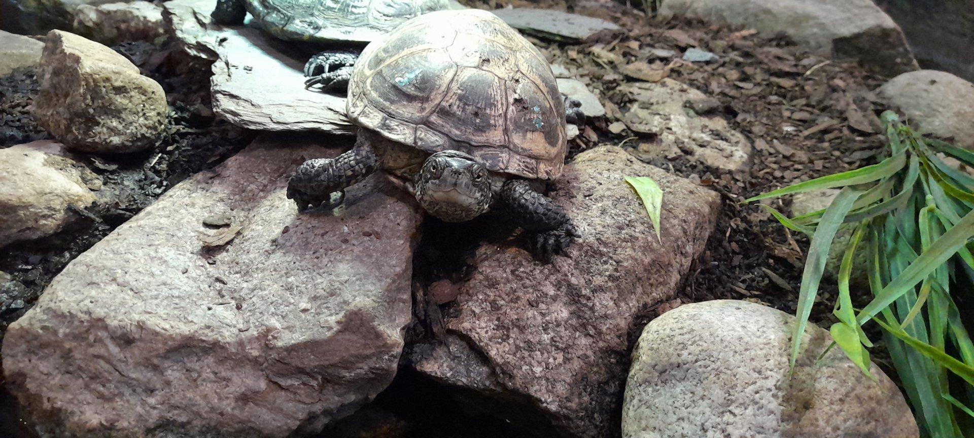 European pond turtle (Emys orbicularis)