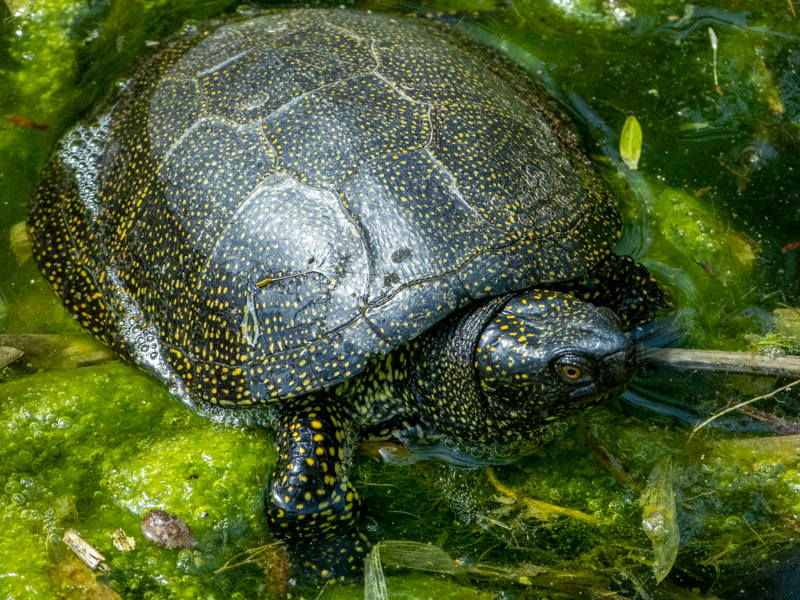 European Pond turtle / Emys orbicularis