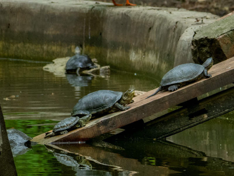 European pond turtle / Emys orbicularis