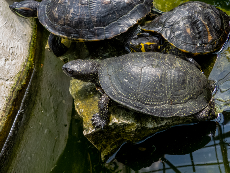 European pond turtle (Emys orbicularis)