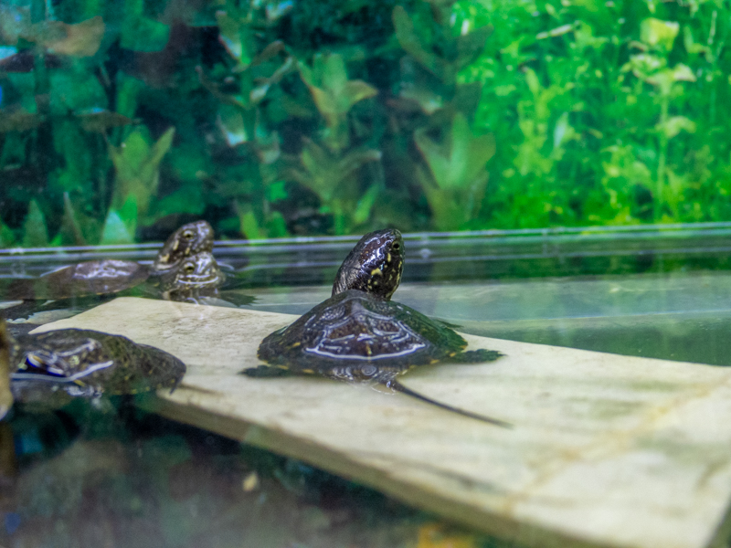 European pond turtle (Emys orbicularis)
