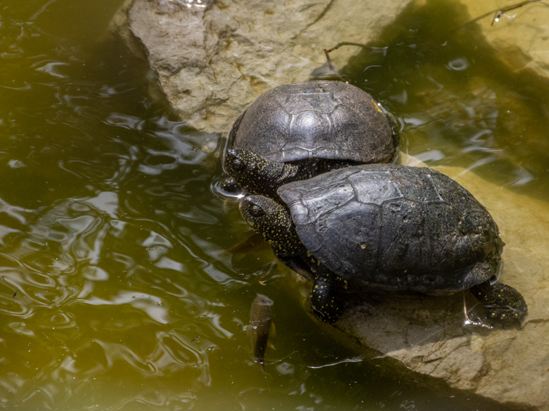 European pond turtle (Emys orbicularis)