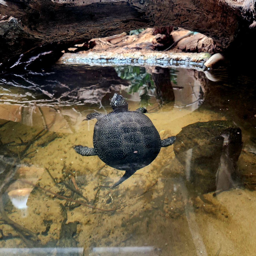European Pond Turtle (Emys orbicularis)