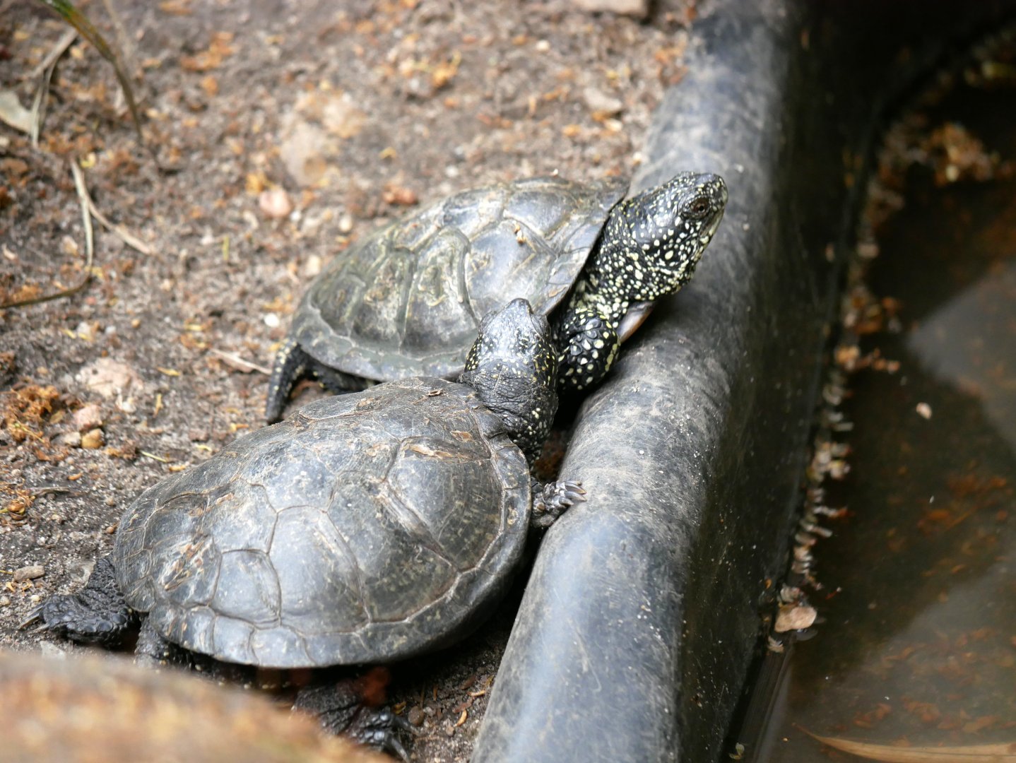 European pond turtle (Emys orbicularis)