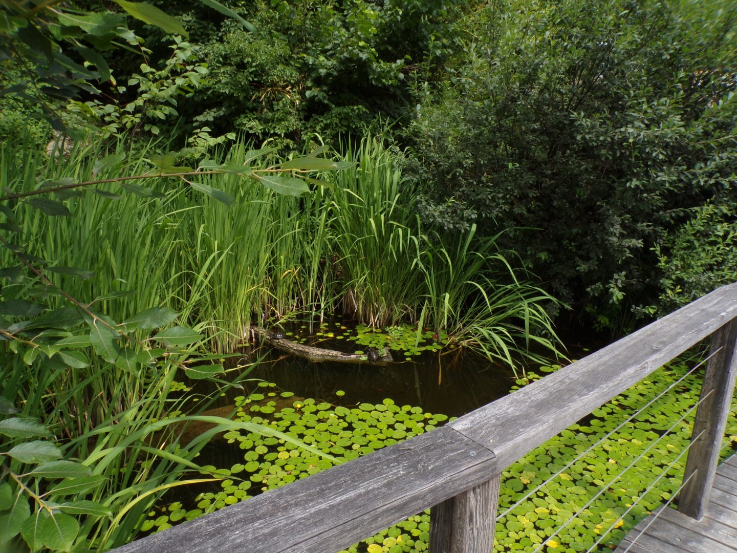 European pond turtle enclosure 13.7.25