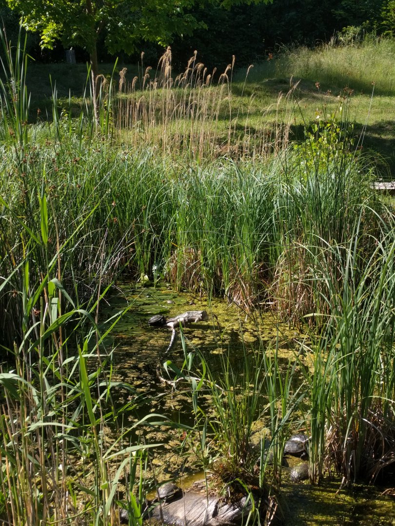 European Pond Turtle Enclosure