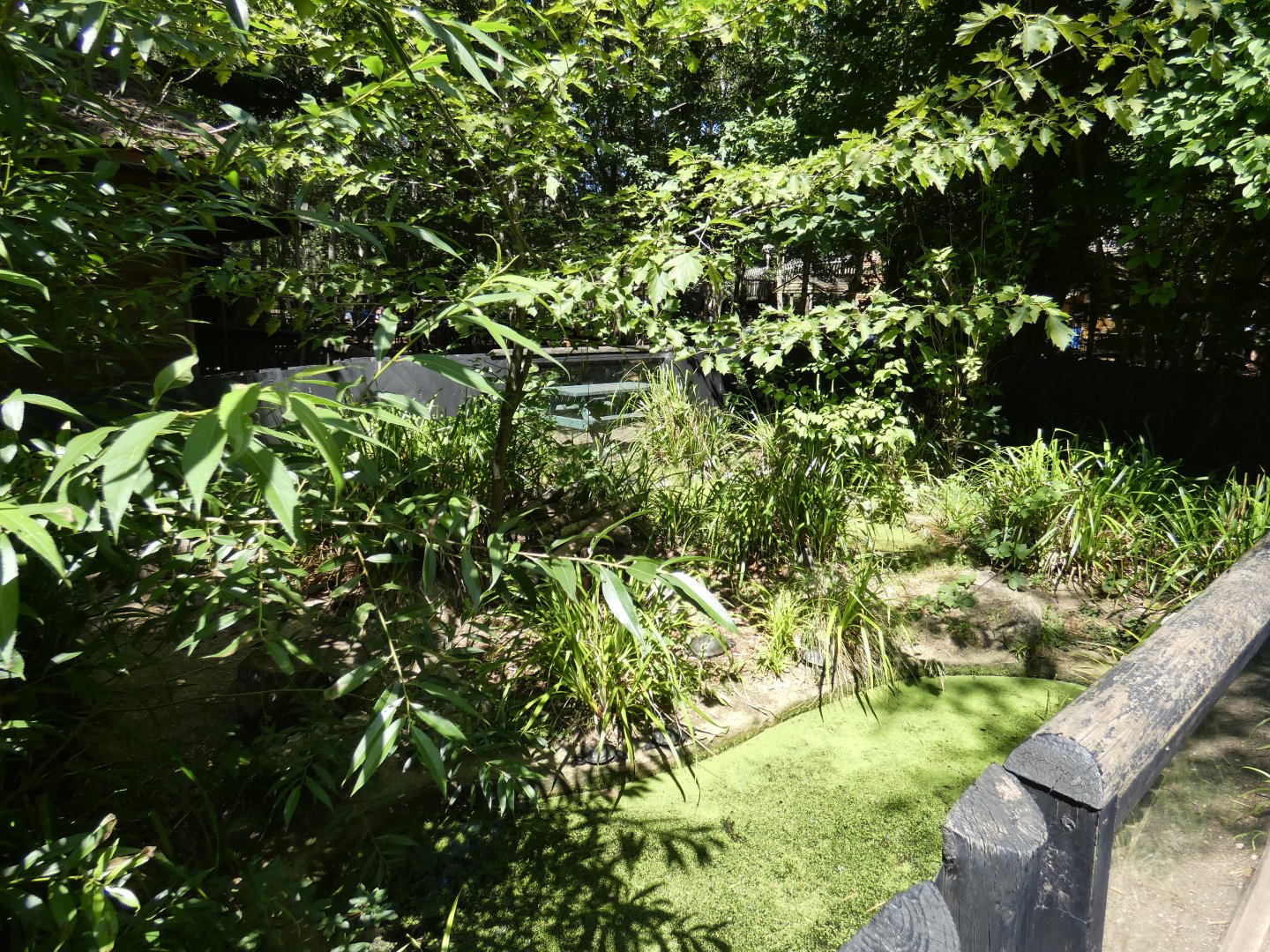 European Pond Turtle enclosure