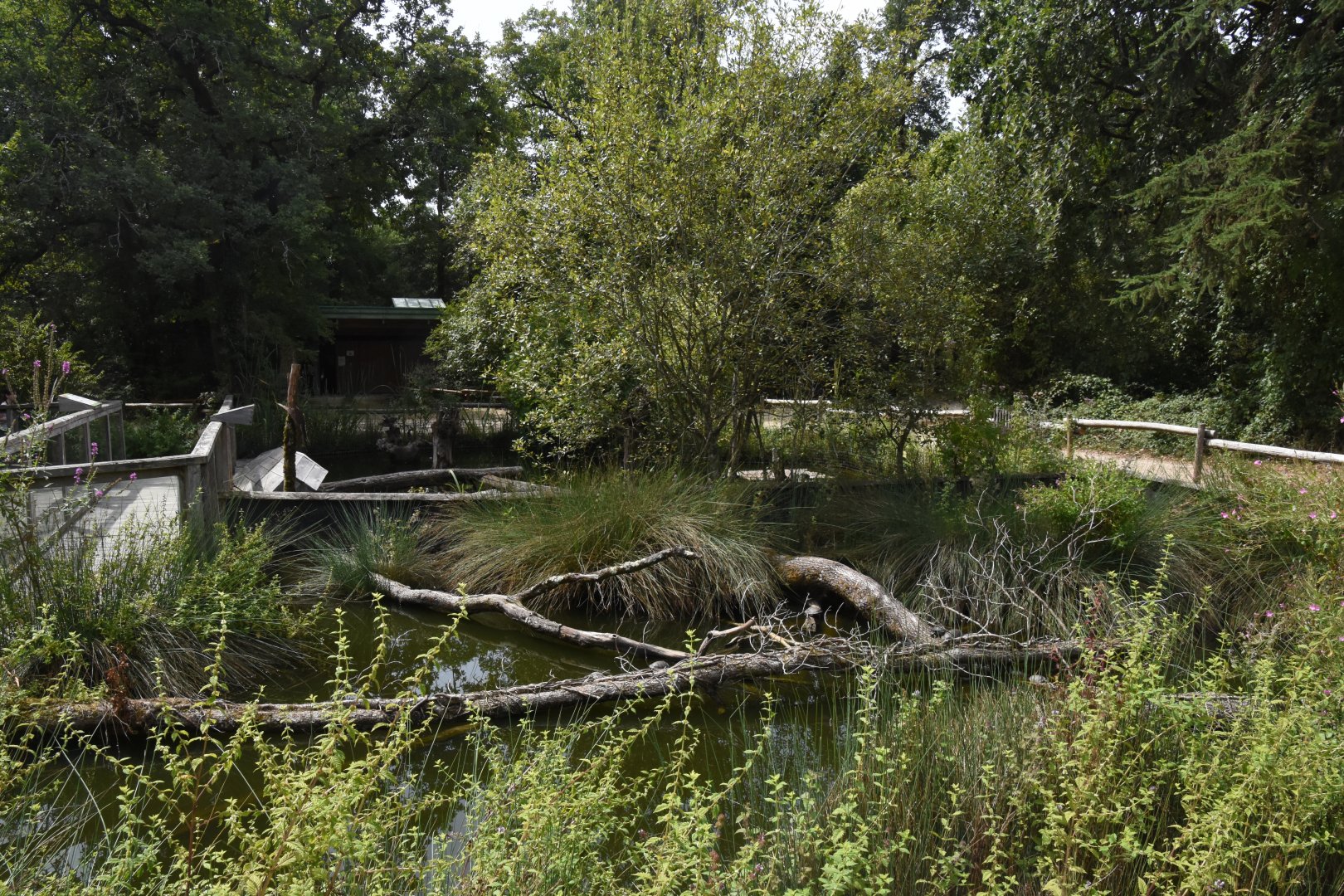European Pond Turtle enclosure