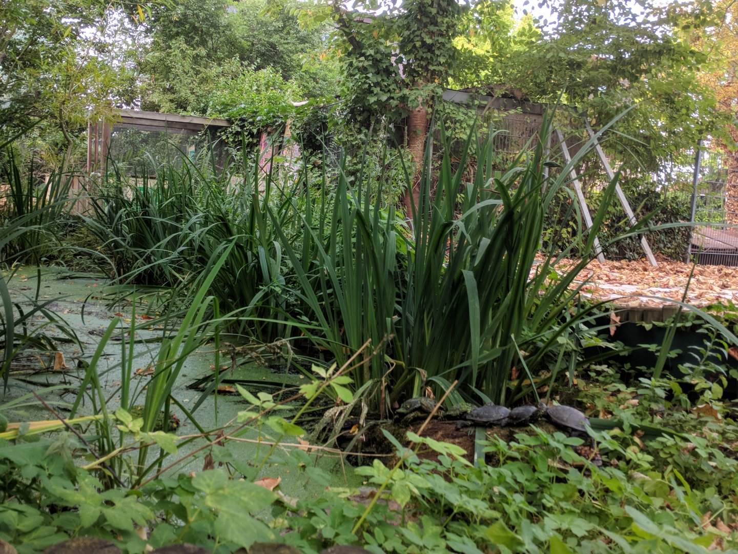European Pond Turtle Enclosure