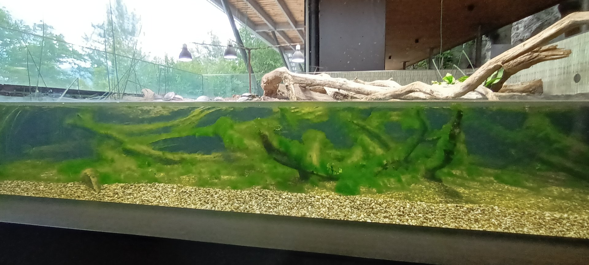 European pond Turtle Enclosure
