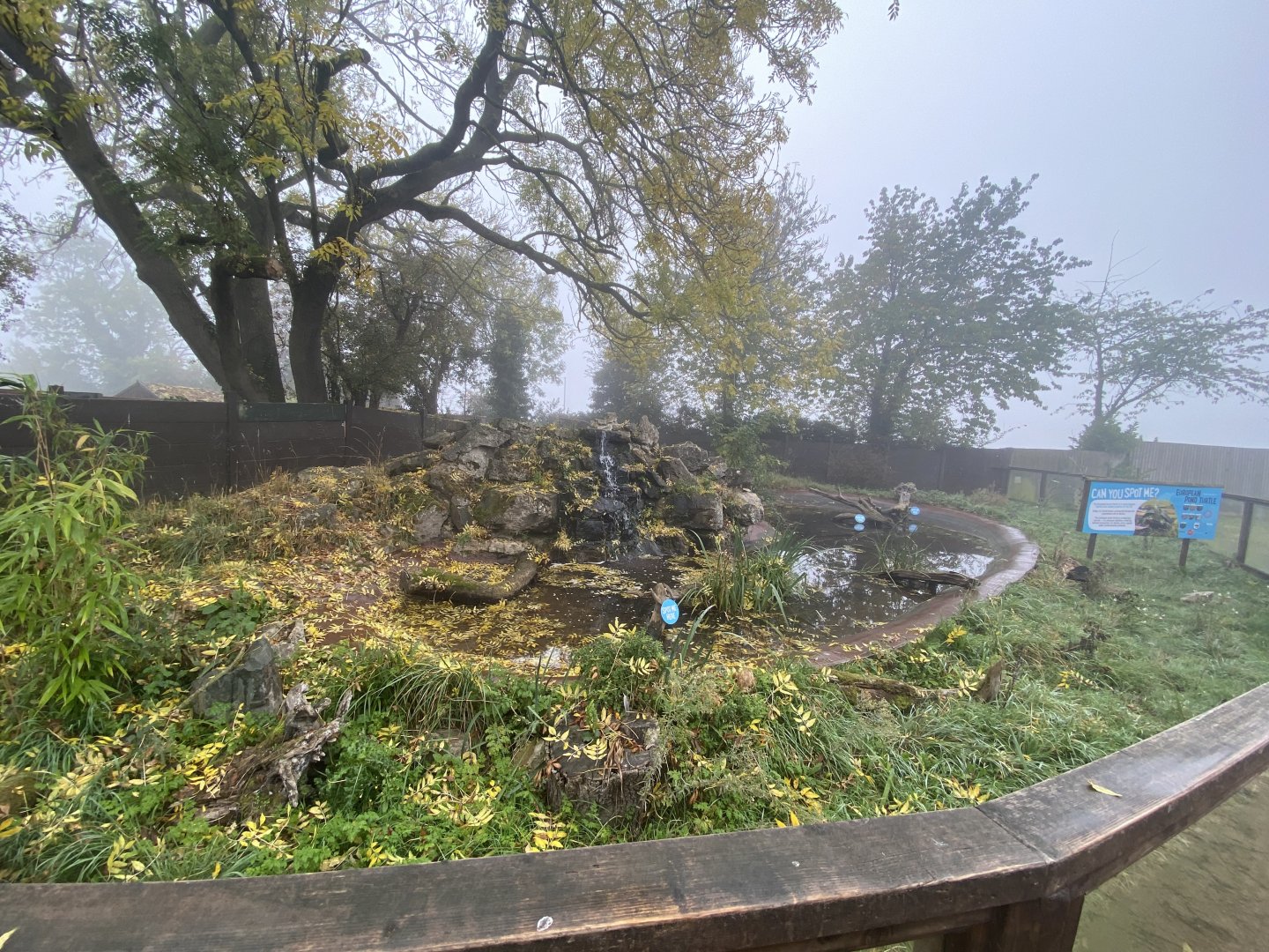 European pond turtle enclosure