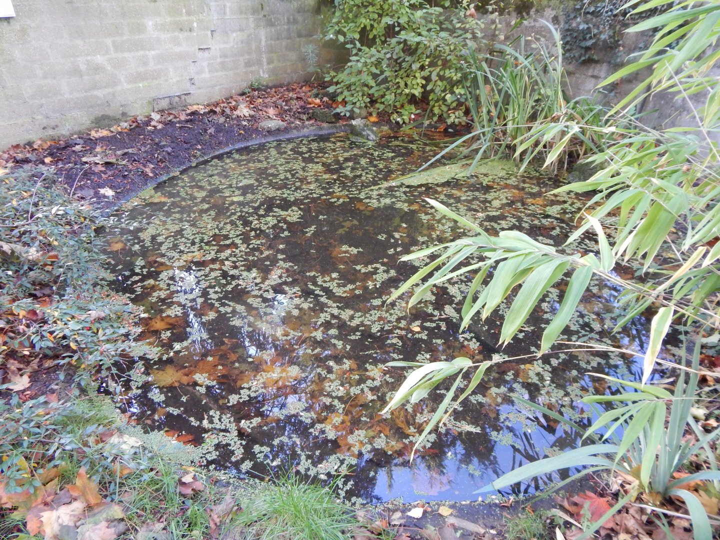 European pond turtle exhibit 011125