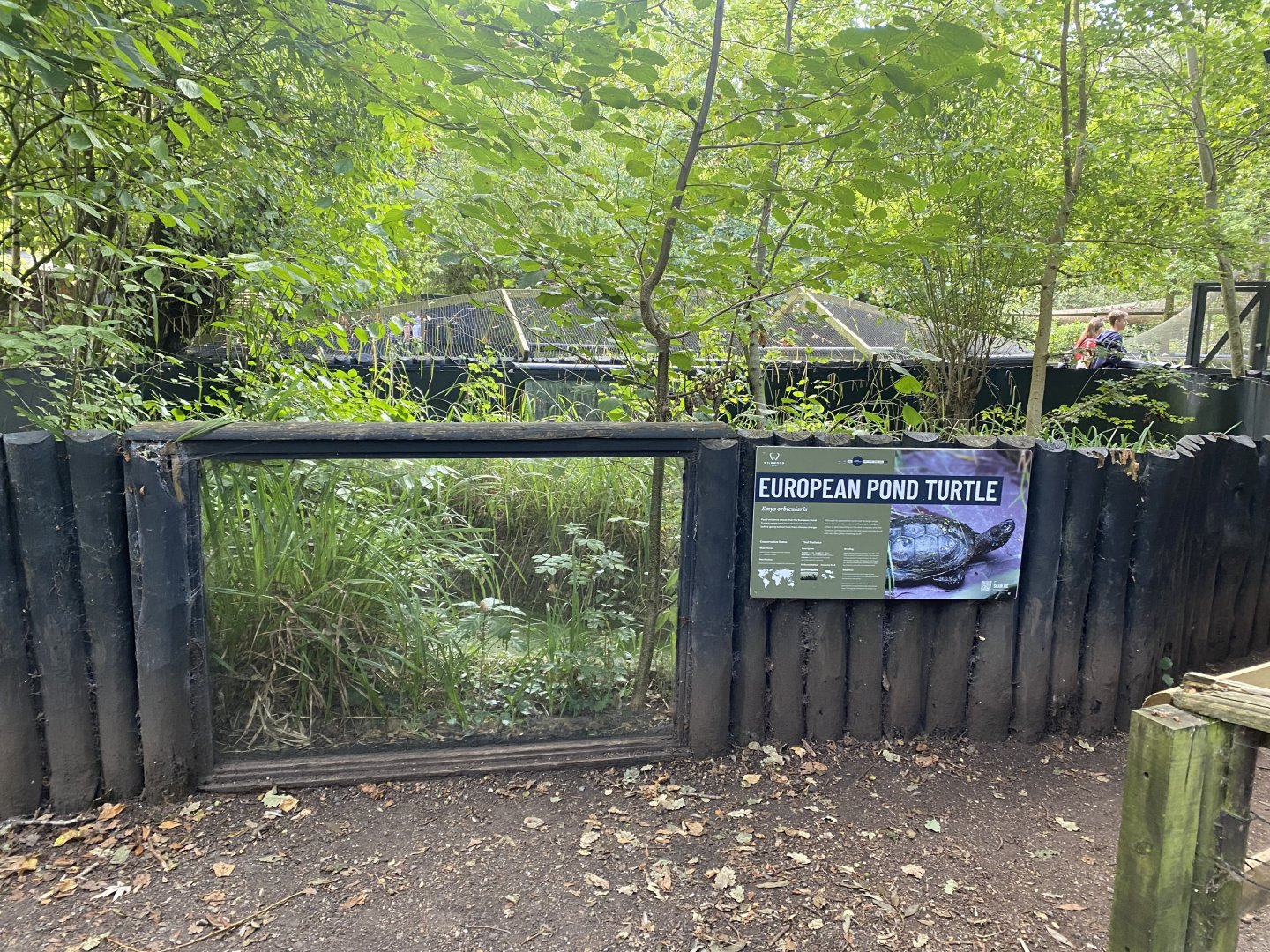European pond turtle exhibit 030924
