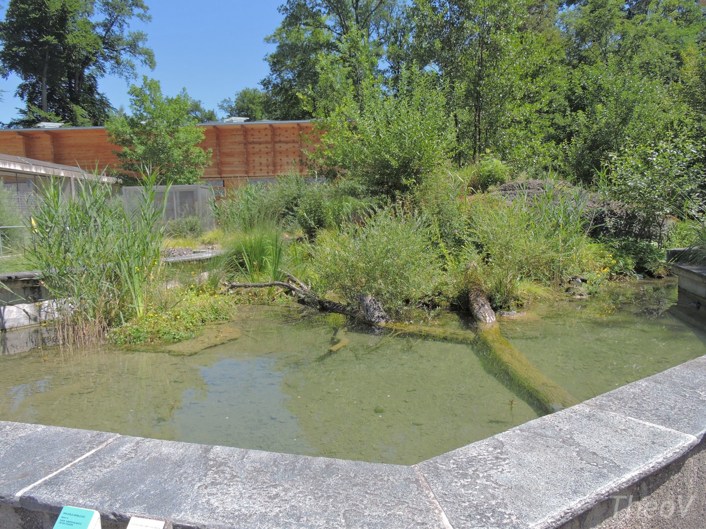 European pond turtle exhibit [2017]