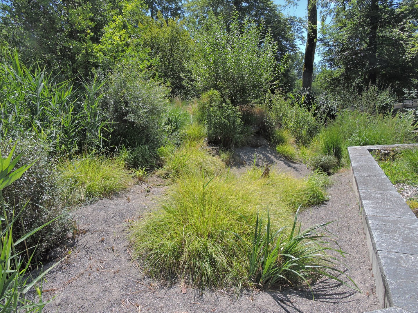 European pond turtle exhibit [2017]