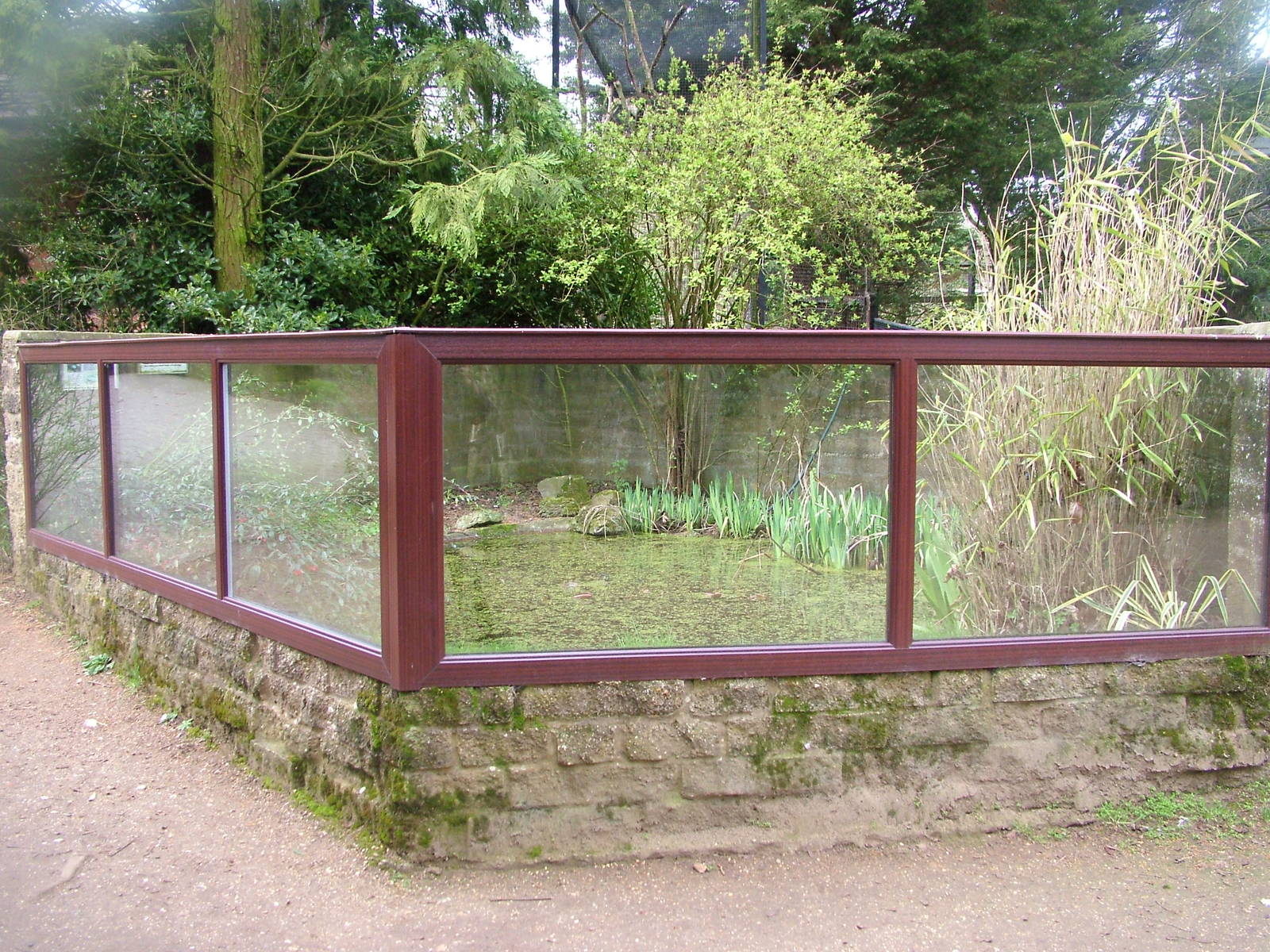European Pond Turtle exhibit at Linton 05/04/10