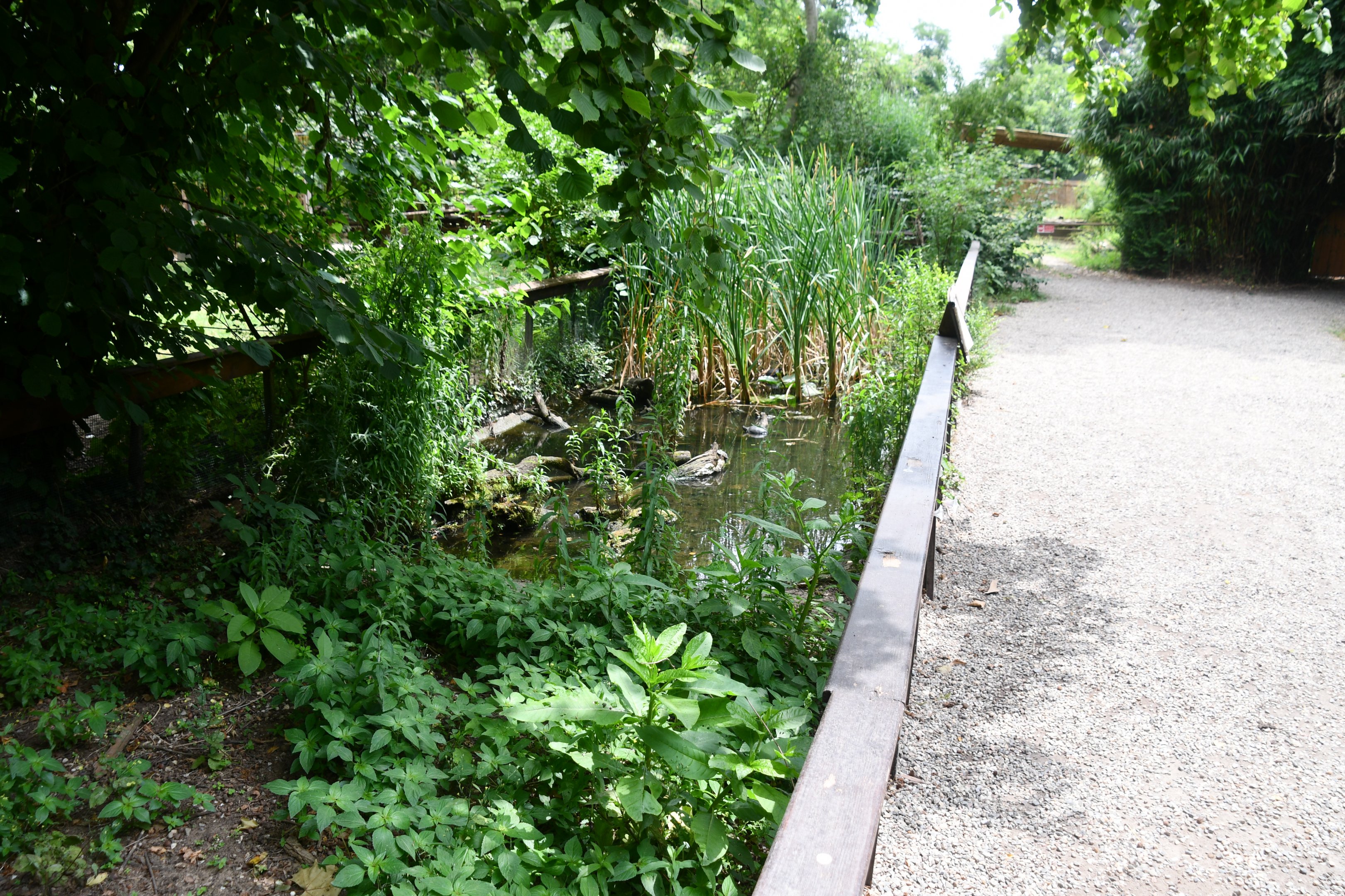 European Pond Turtle exhibit (start of "European Trail")