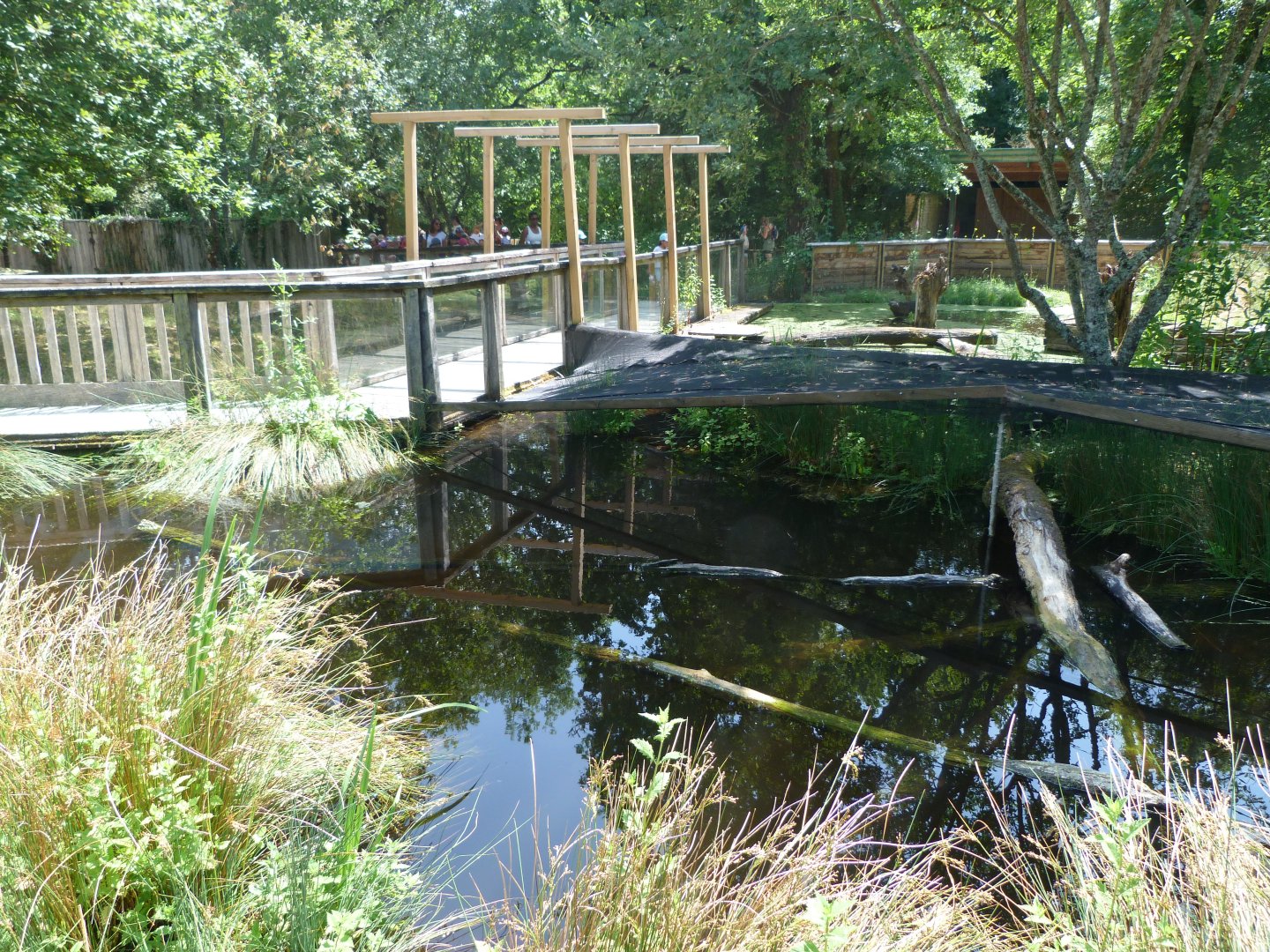 European pond turtle exhibit -Zoodyssée (2025)