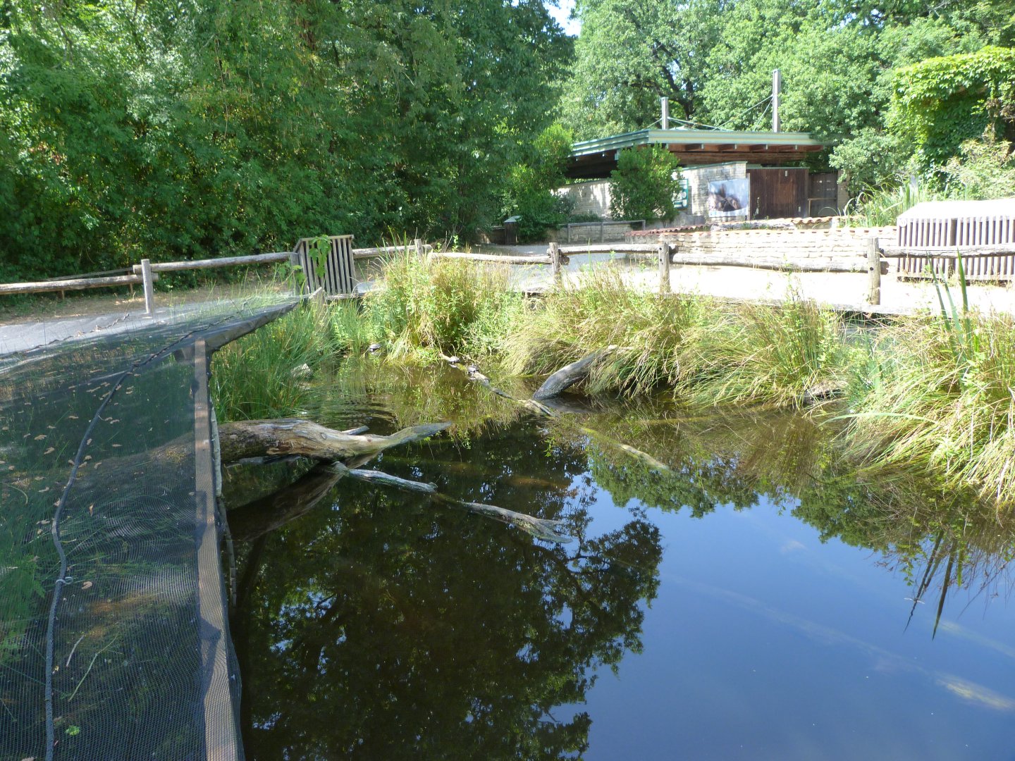 European pond turtle exhibit -Zoodyssée (2025)