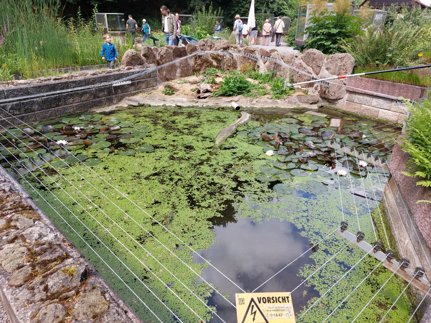 European pond turtle exhibit