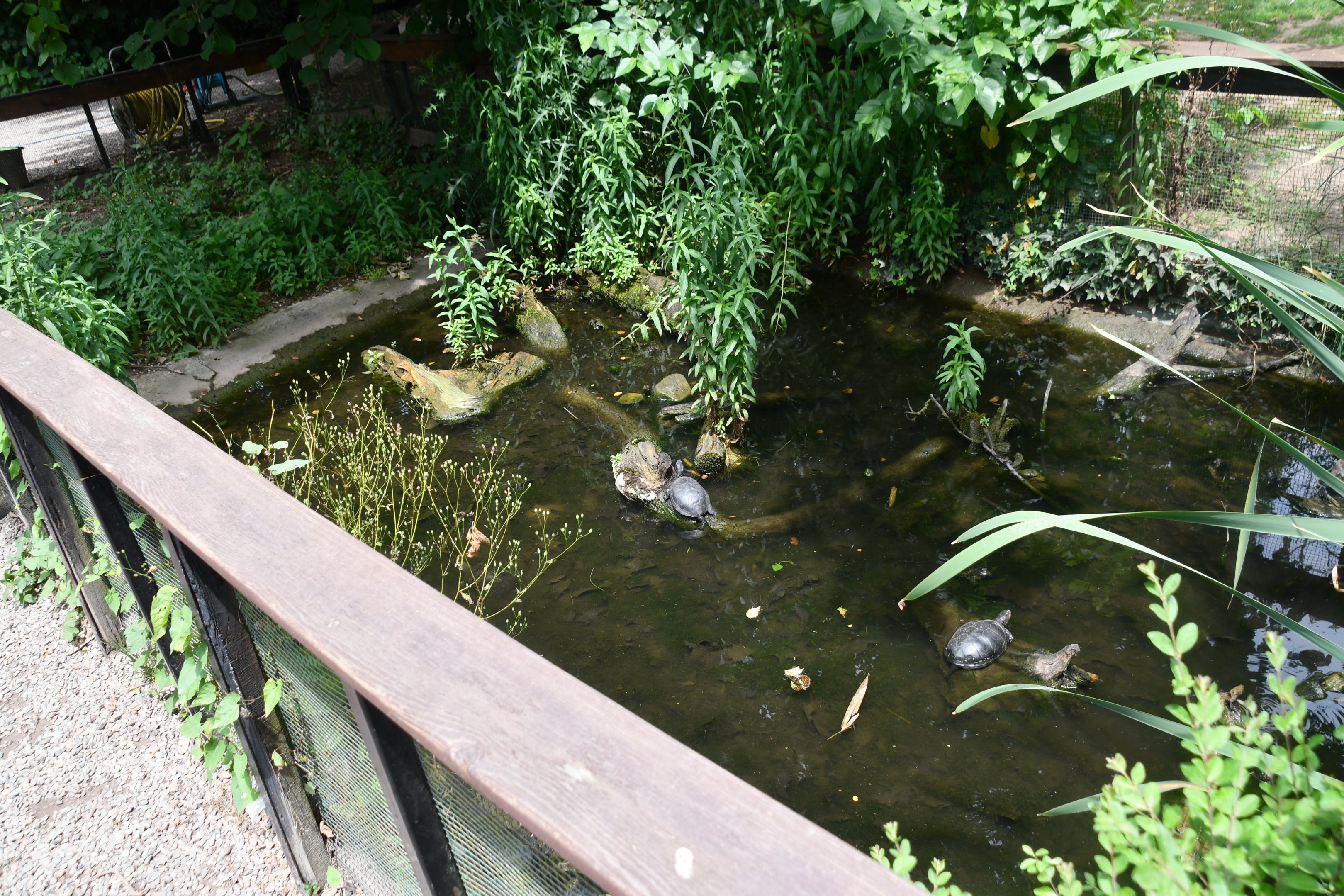 European Pond Turtle exhibit