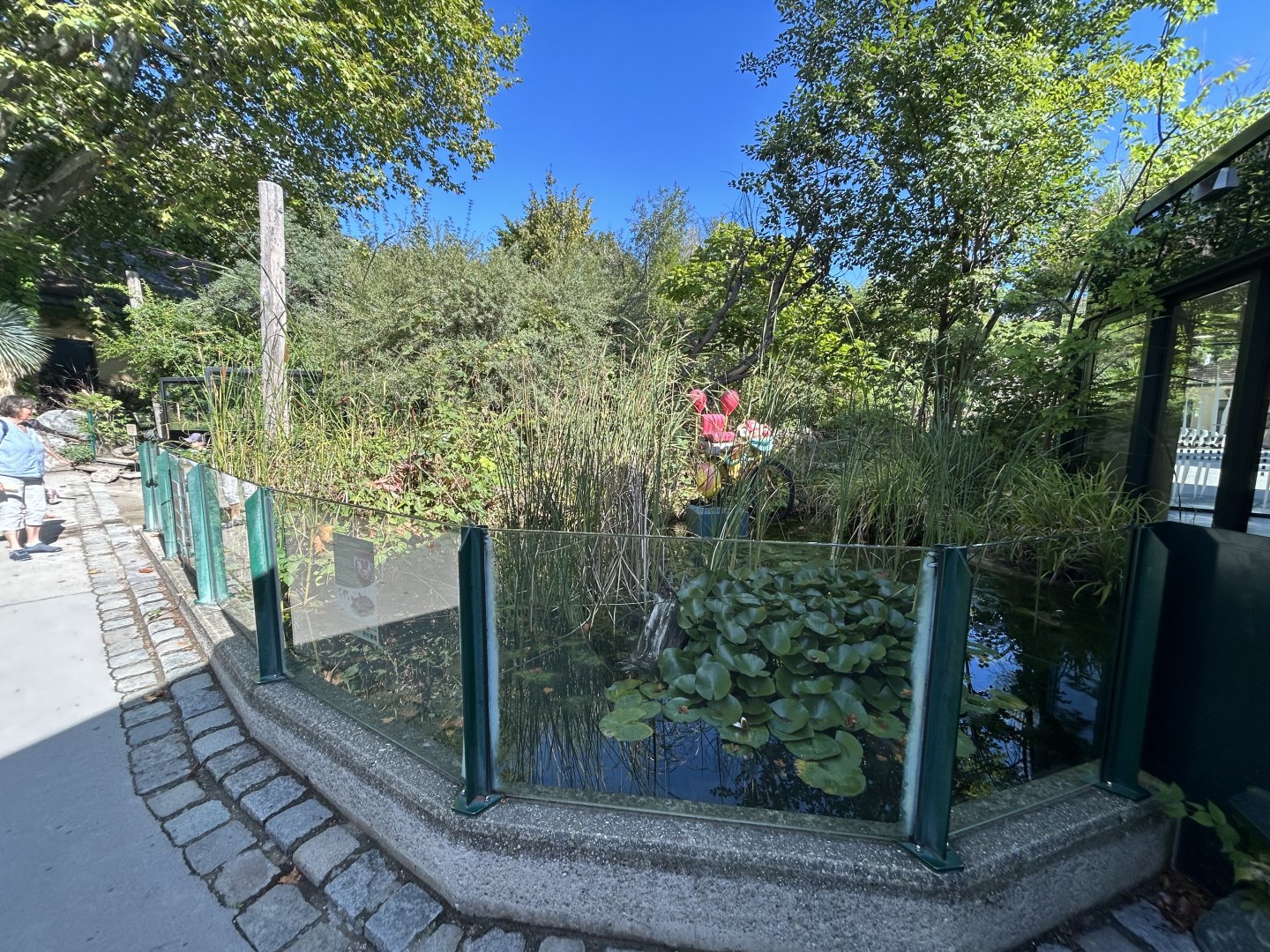 European Pond Turtle Exhibit