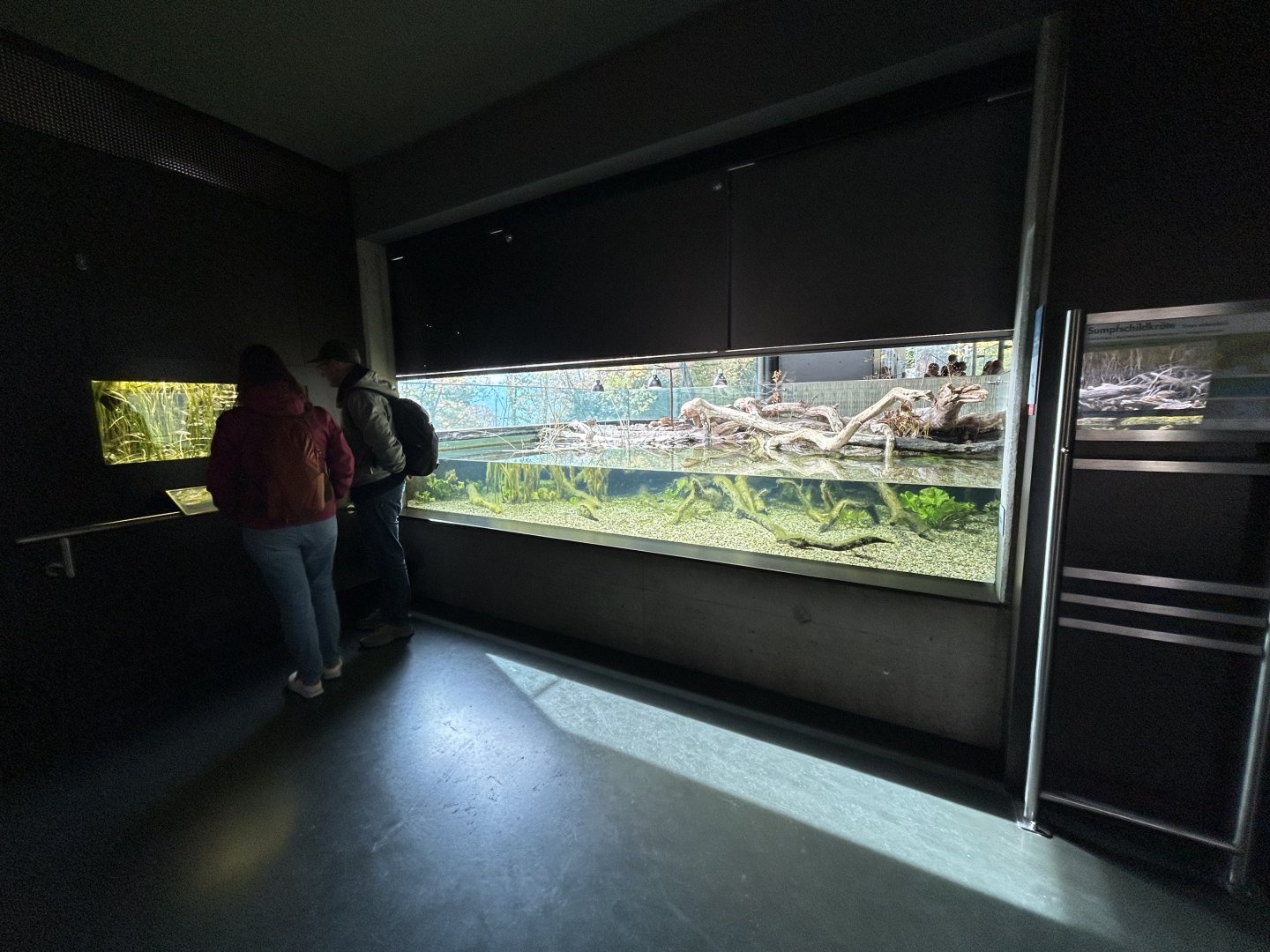 European Pond Turtle Exhibit