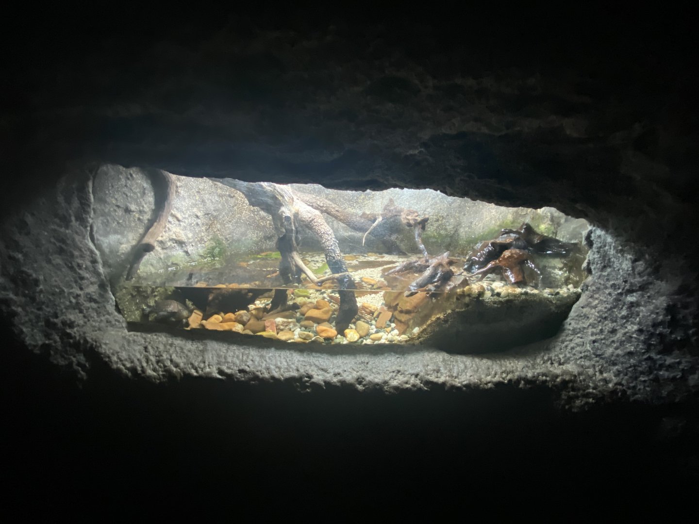 European pond turtle exhibit
