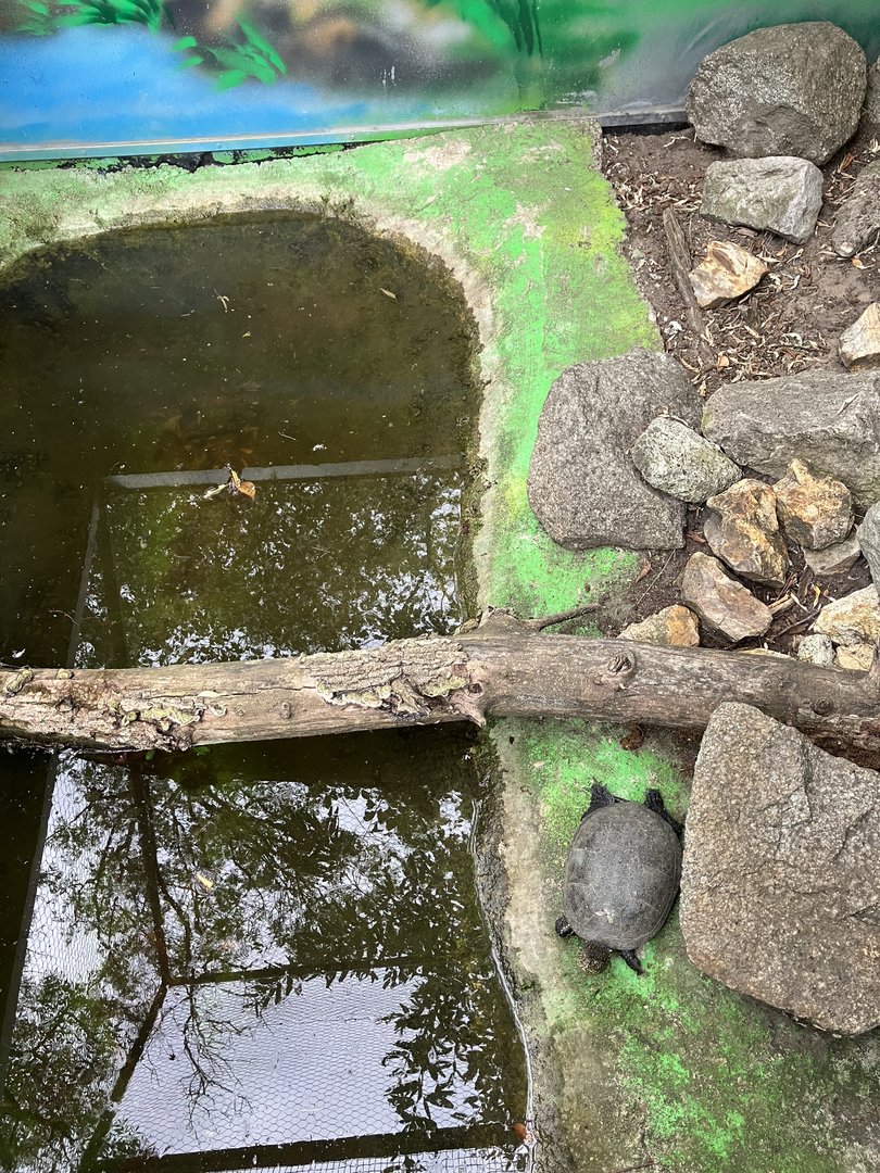 European pond turtle habitat