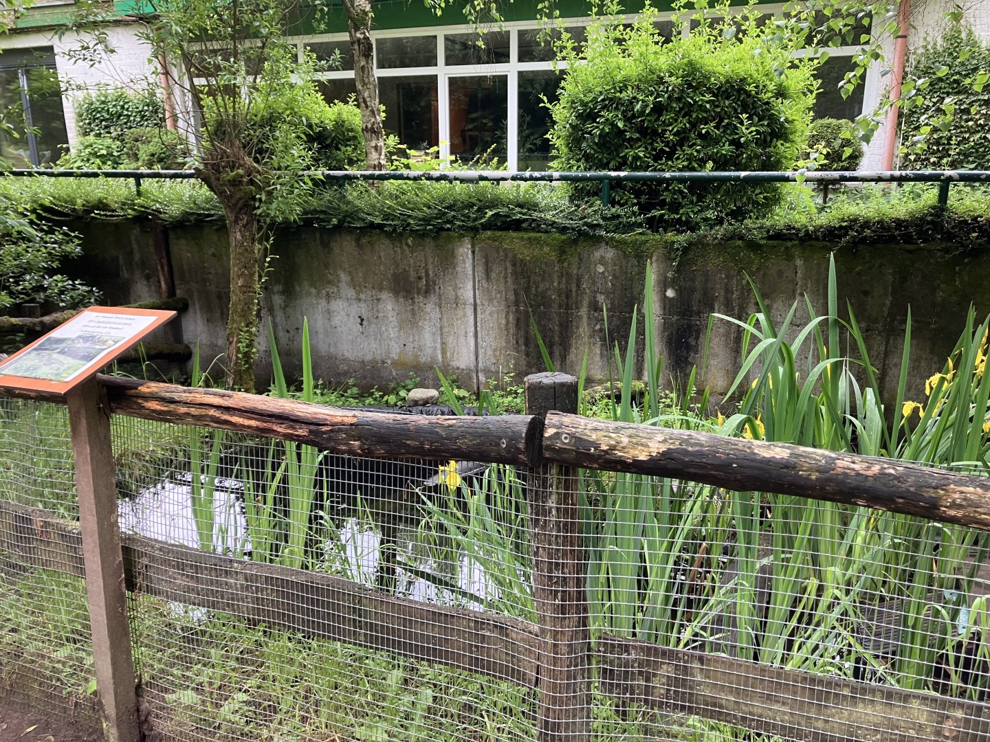 European pond turtle habitat