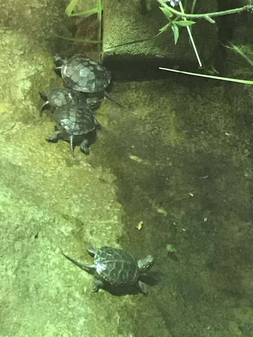 European pond turtle juveniles 040319