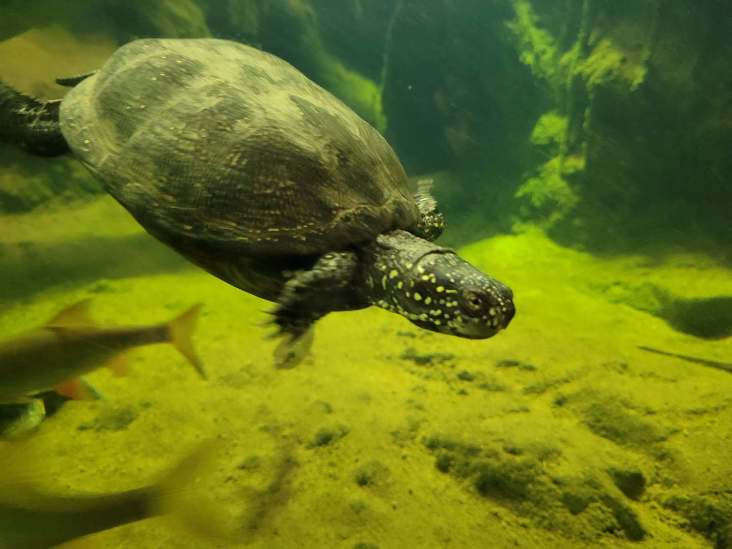 European pond turtle -Parc Zoologique de Paris (2022)